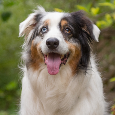 Lucky Dog - Australian Sheperd Dog