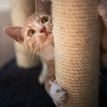 Cat scratching a scratching post.