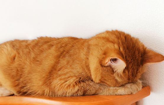 cat faceplant