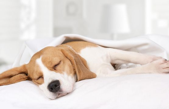 dog sleeping on their side
