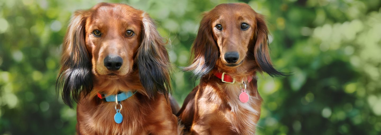 Two dogs sitting together wearing their collars and ID tags