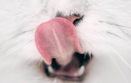 Fancy Feast - cats tongue