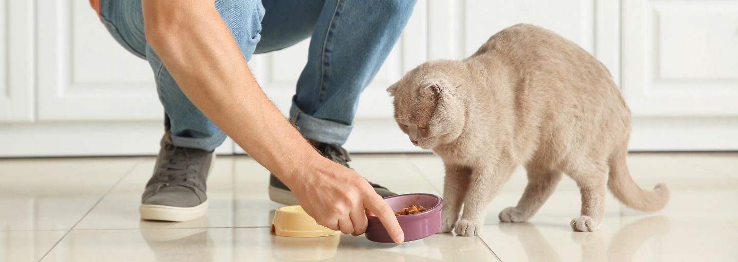 Man feeding cute cat in kitchen.