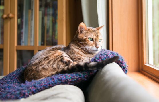 cat sitting on sofa