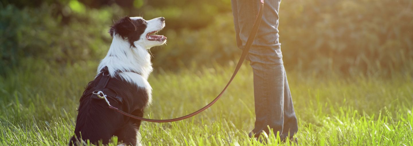 Owner walking dog on a leash in the outdoors