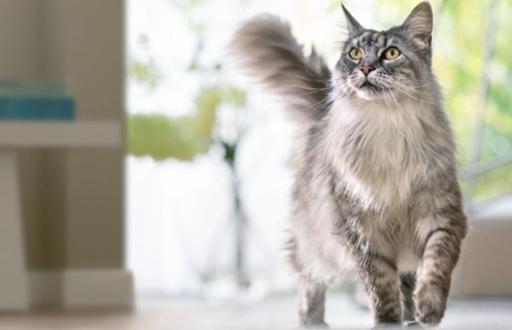 silver maine coon walking indoor with blurred background. 