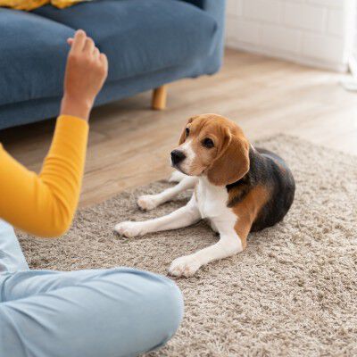 Boy playing with puppy at home.
