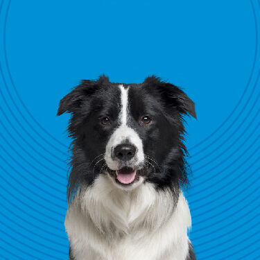 Total Care - Shaggy Dog