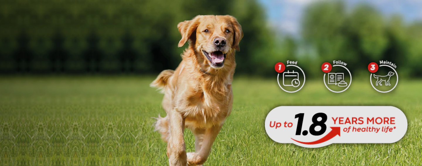 Supercoat lifespan study image of a dog