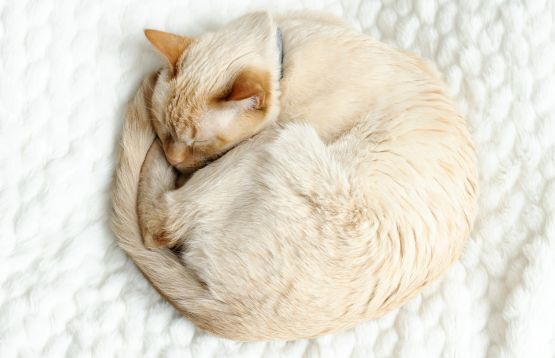 CAT CURLED UP SLEEPING