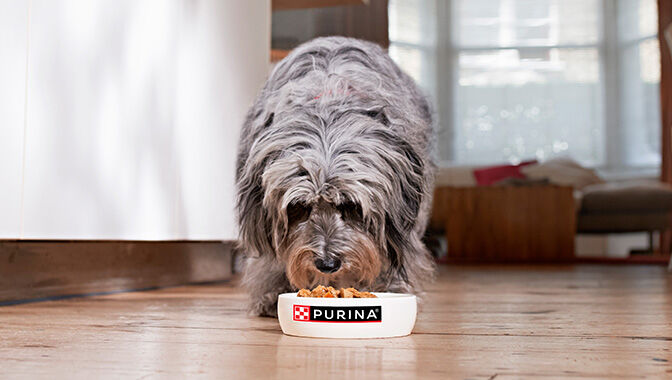 Dog eating Purina food
