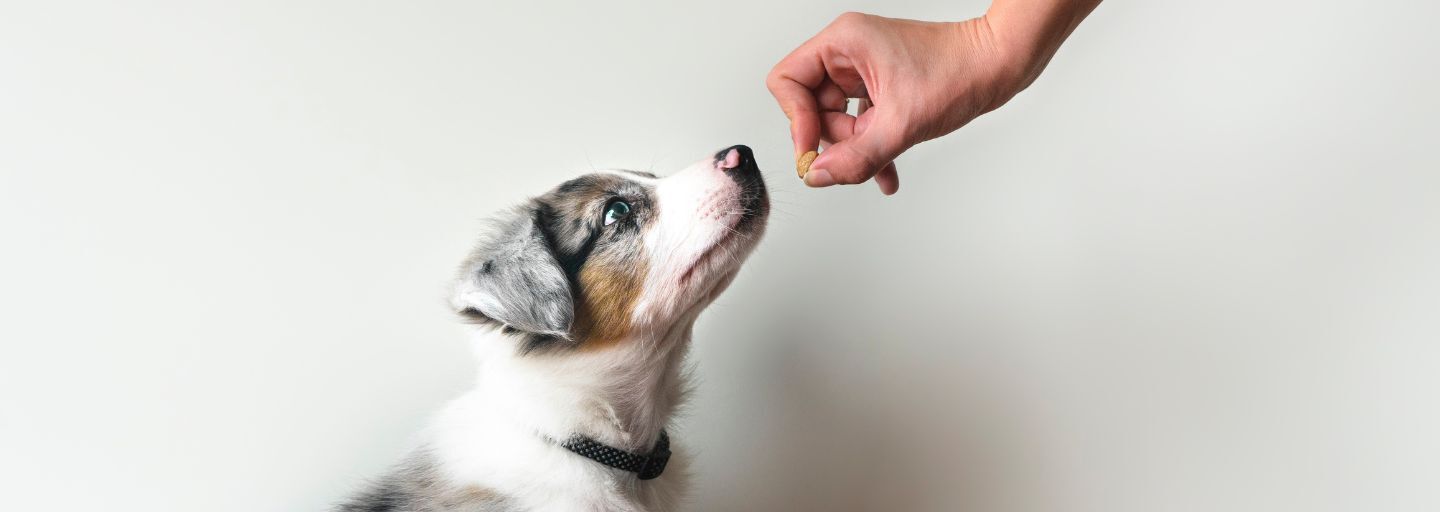 Puppy waiting for the treat and learning to obey. 
