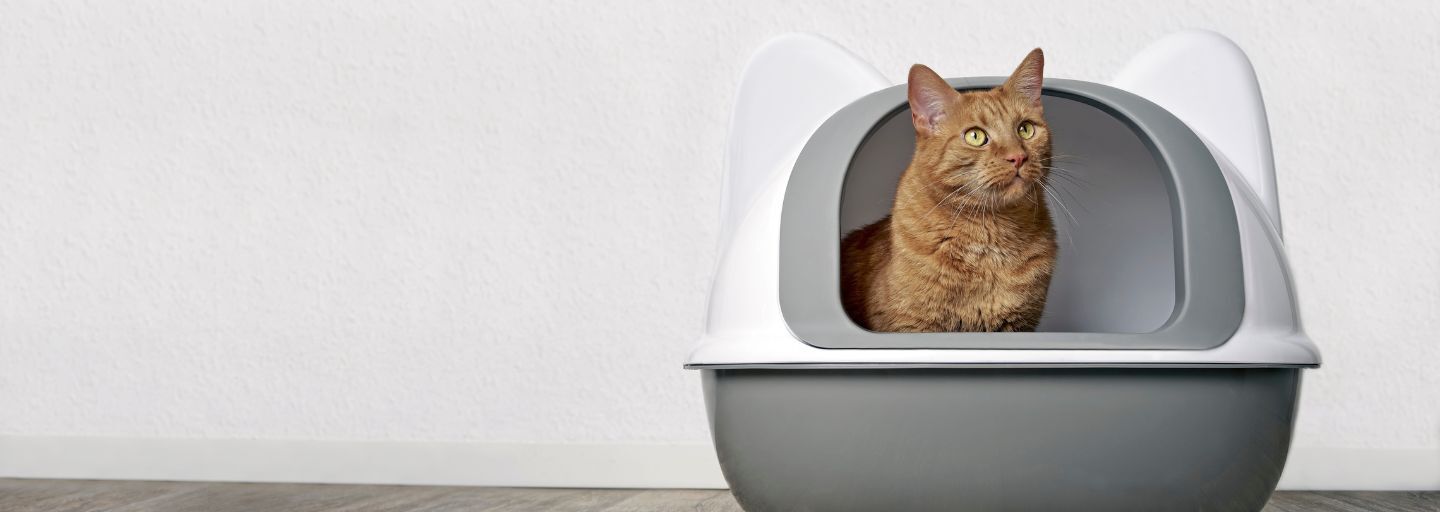 Cute ginger cat looking out of a closed Litter box.
