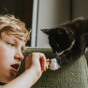 Boy passing a treat to a kitten at home.