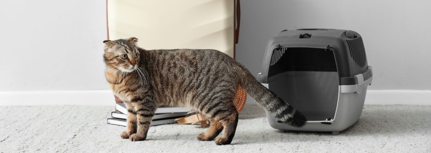 Scottish fold cat with carrier and travelling accessories near light wall.