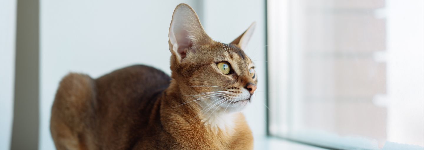 Abyssinian Cat laying down near the window and looking outside.