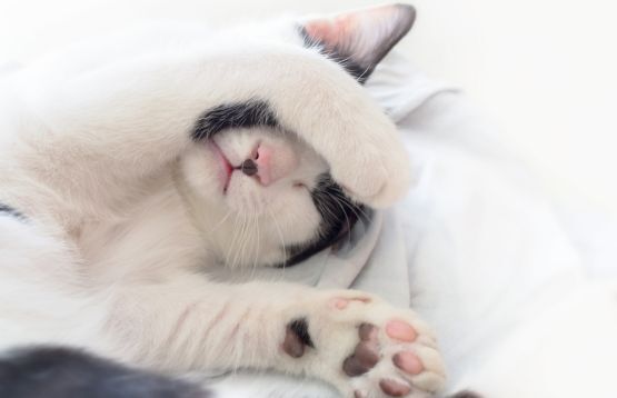 cat sleeping covering face