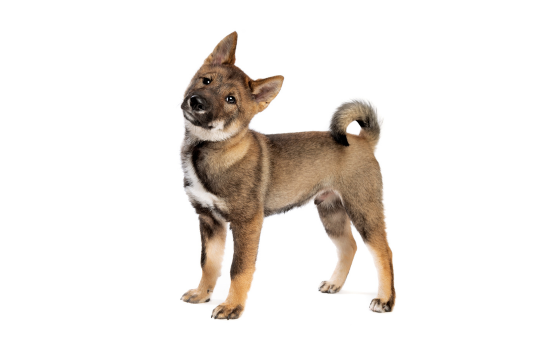 Shikoku Inu