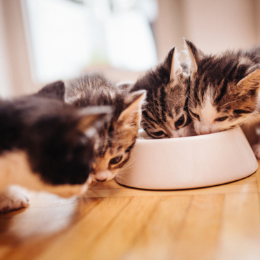 A litter of kittens eating from a bowl