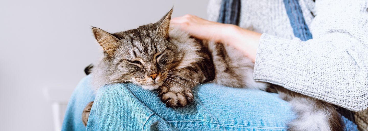 Domestic fluffy tabby cat sleeps on lap of young girl. 