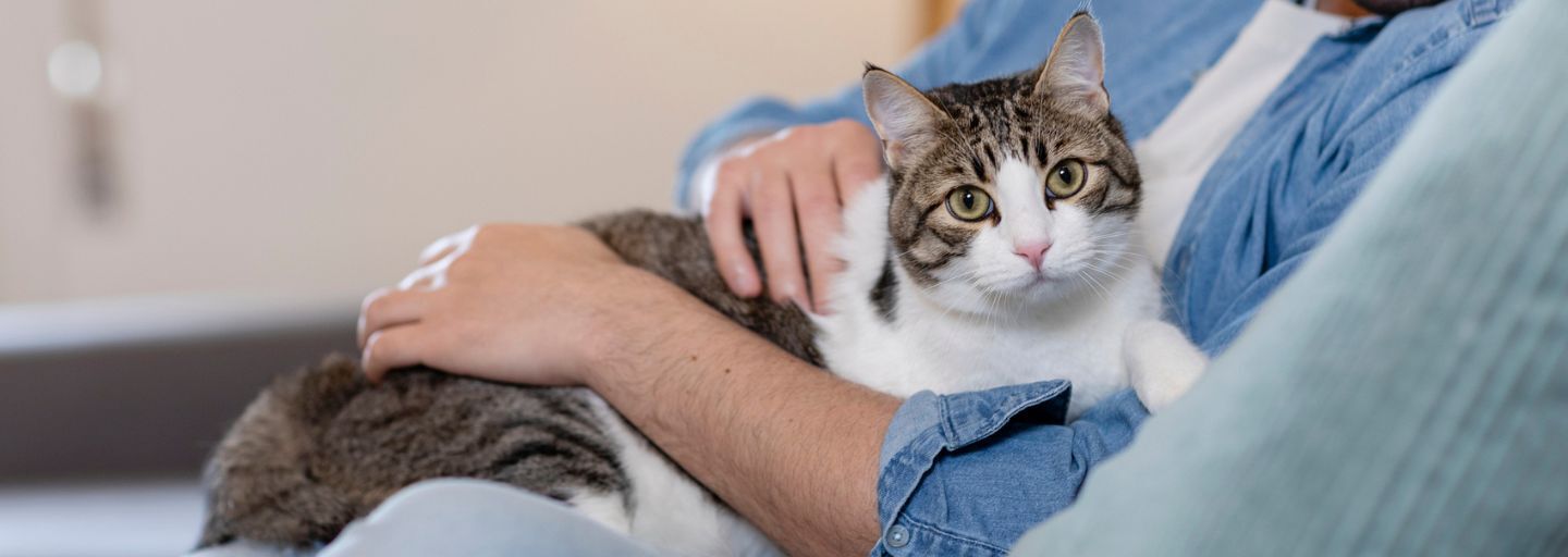 Owner holding their cat on the lounge