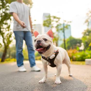 Man with his pug dog