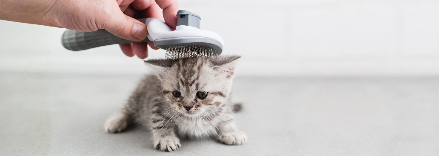 Puppy in a vet hospital