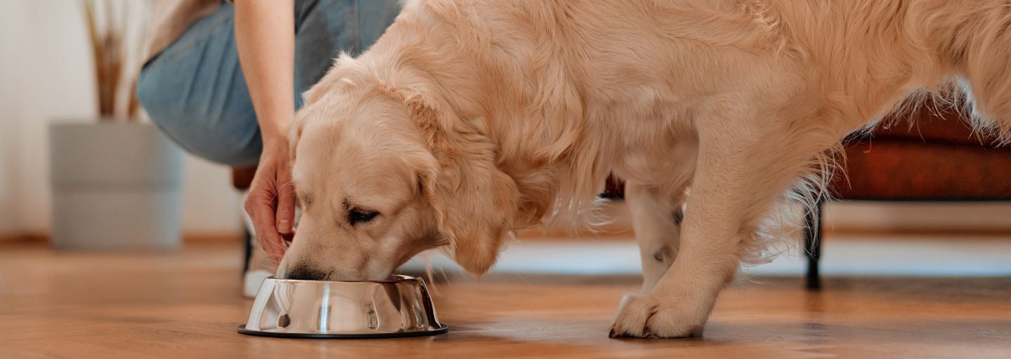 Owner feeding dog at home