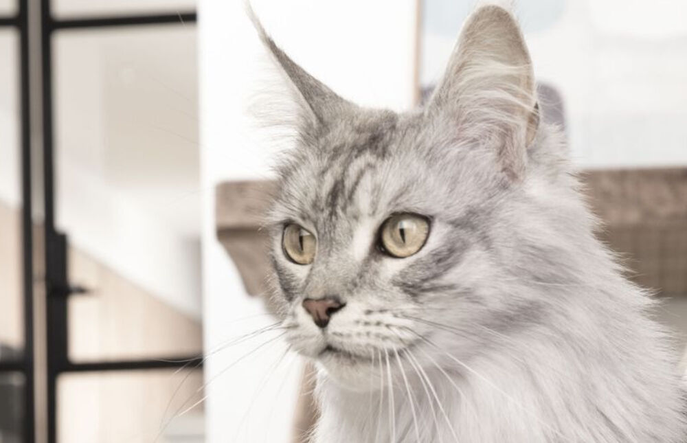 Silver Maine Coon closeup picture indoor. 