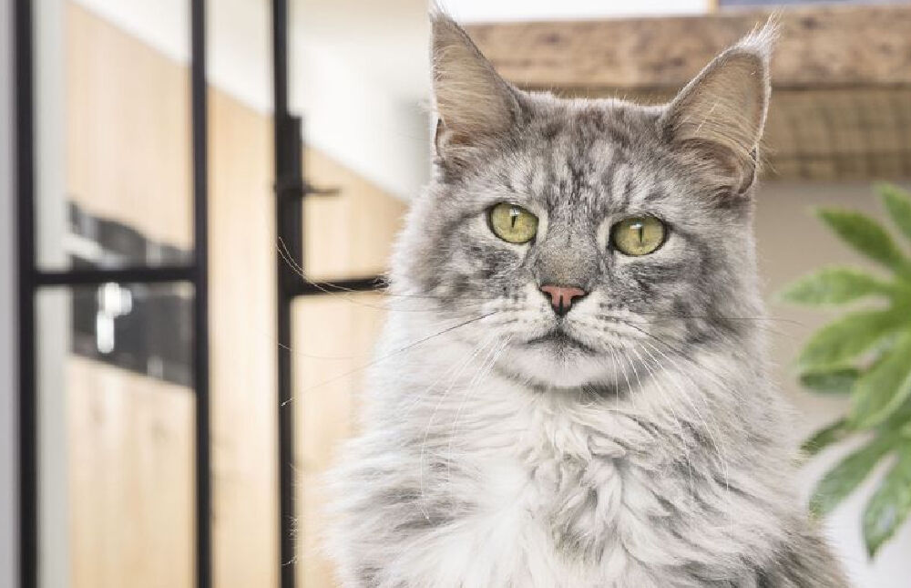 Silver Maine Coon indoor with a blurred background. 