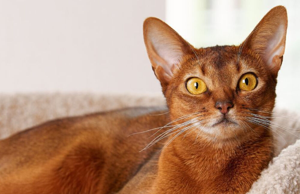 Abyssinian Cat laying down on scratch post.  