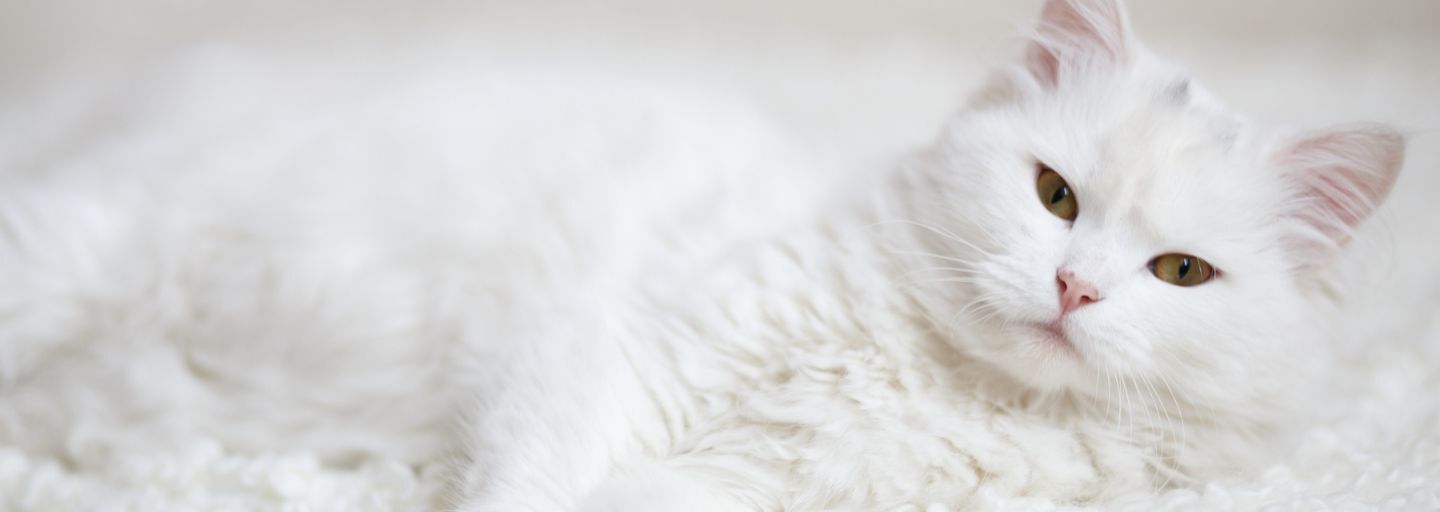 Fluffy white cat lying on the side.