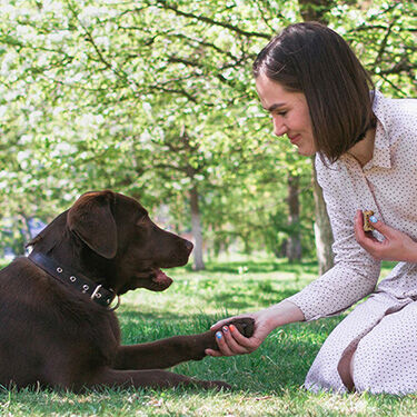 Dog receiving Supercoat baked treat