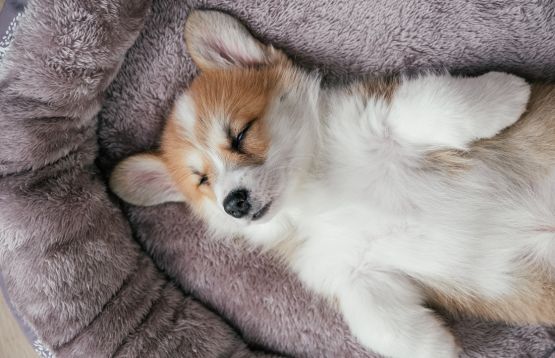 dog sleeping belly up