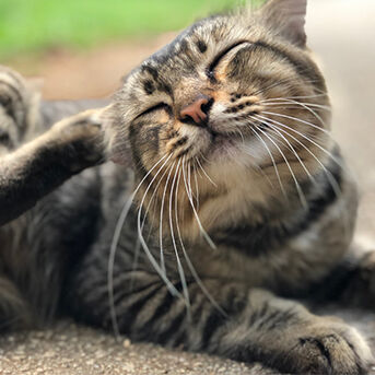 Total Care - View Flea, Lice & Worming