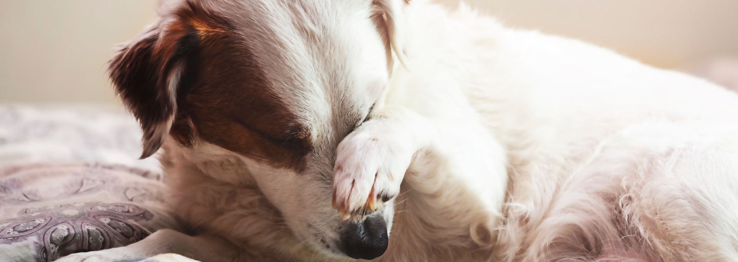 Can Dogs Have Allergies?