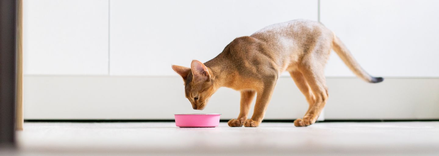 Calm Abyssinian domestic obedient cat eating from pink bowl in kitchen at home.