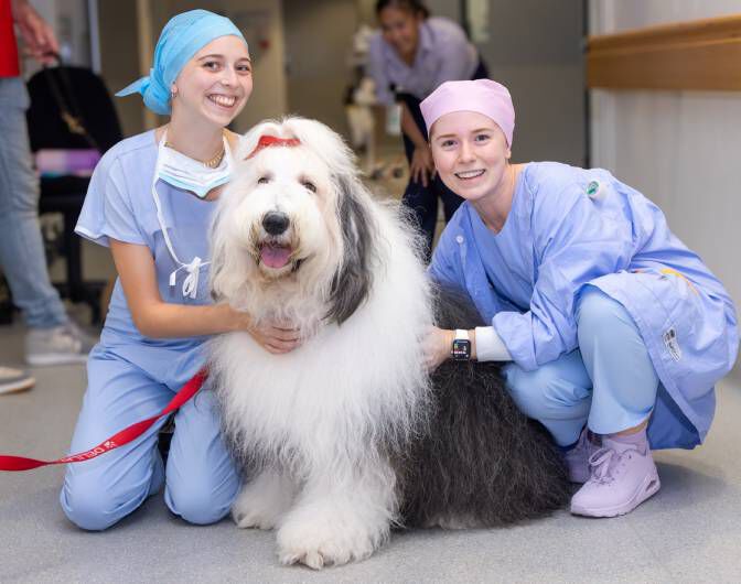 Delta therapy dog with medical team
