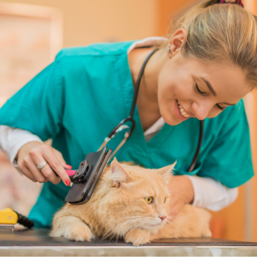 Vet prepping a cat on a table.