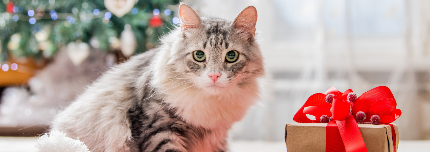 Safe Festivities with Your Cat