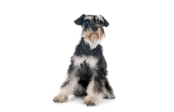 Schnauzers dog