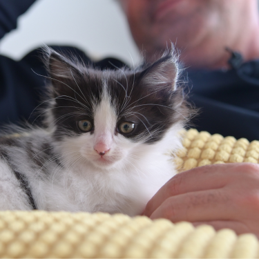 Kitten sitting on man's lap.