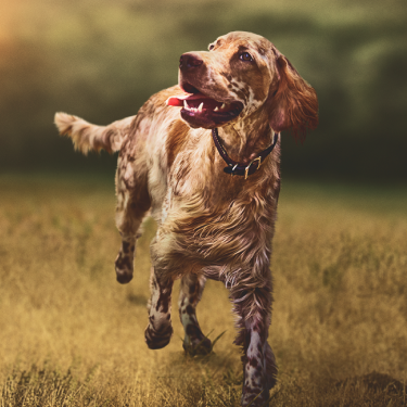PRO PLAN dog running on field