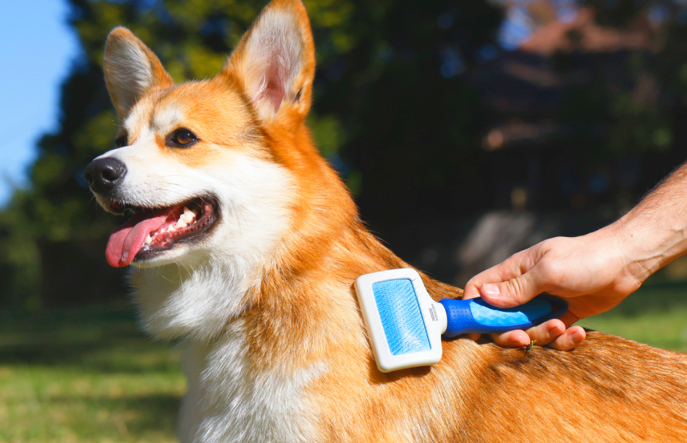 Total Care Dog Grooming