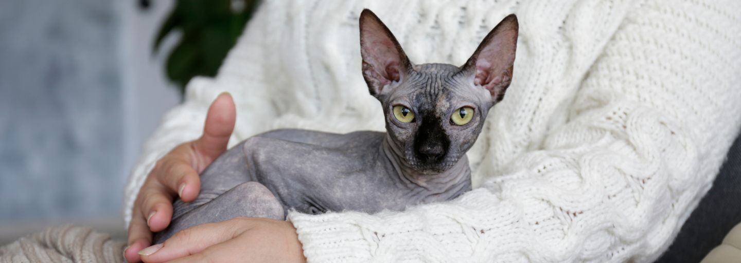 Grey Canadian mink point sphynx cat at home with her owner.