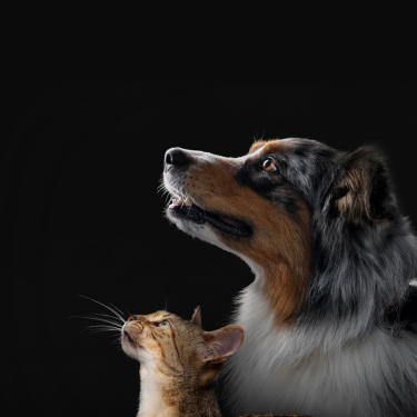 Pro Plan brand animals