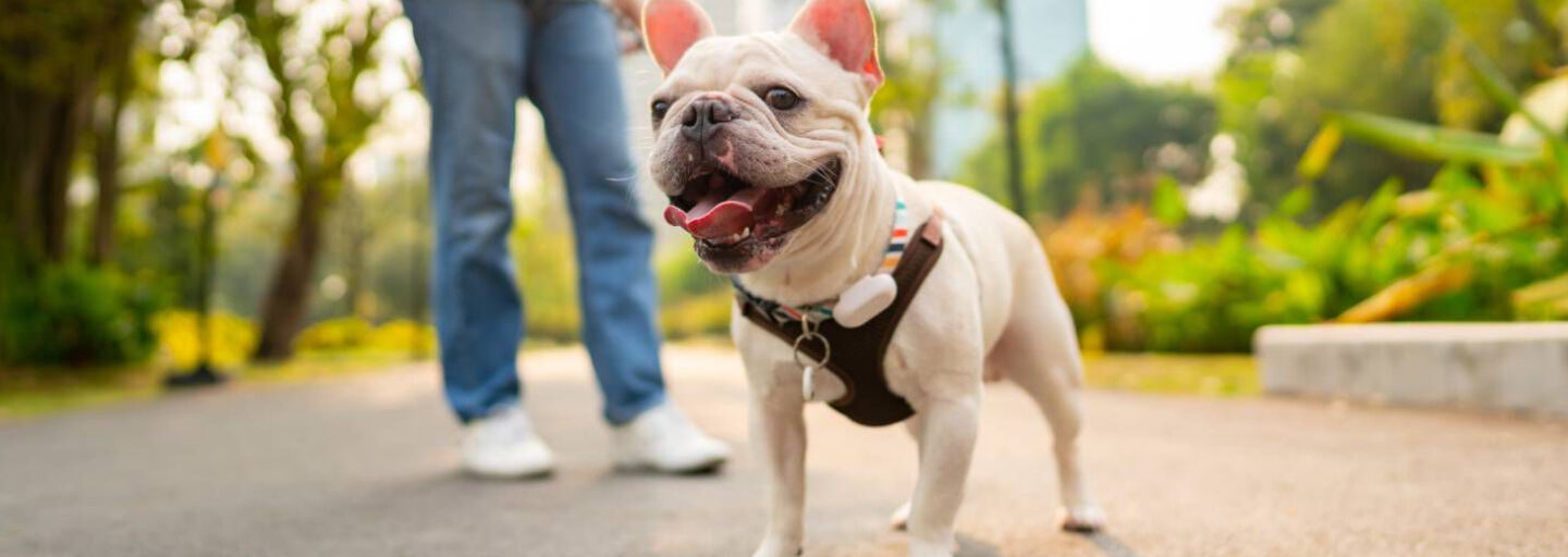 Smiling Dog in the park