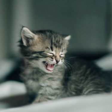 Kitten gagging by its owner