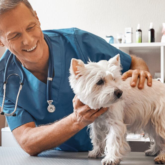 Vet with dog