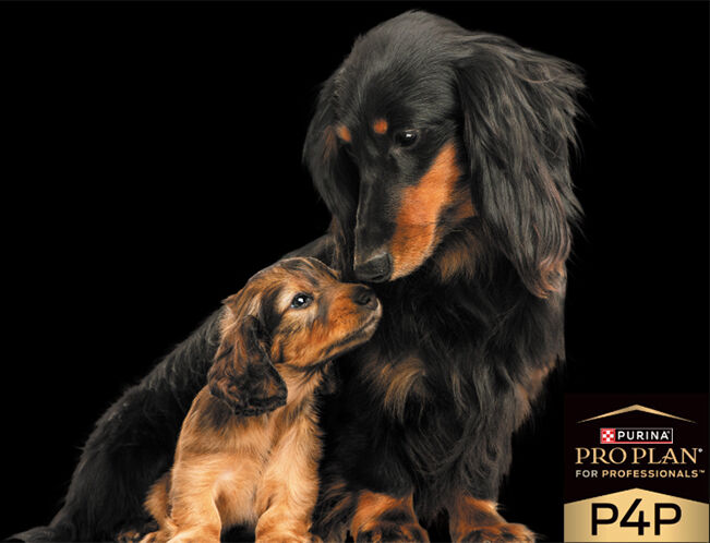 Adult dog with puppy